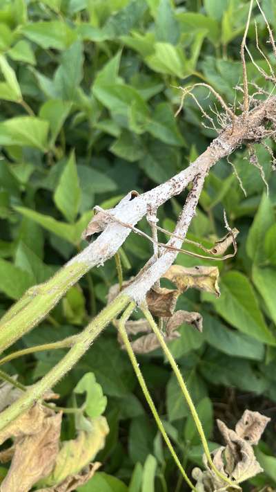 Up-close photo of a soybean stem with white discoloration