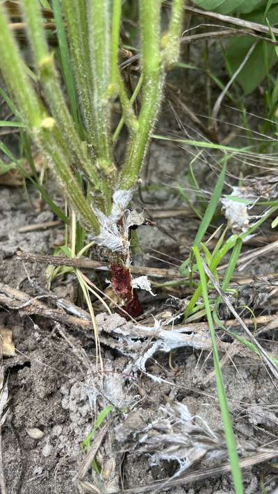 Up-close photo of a soybean stem with white discoloration