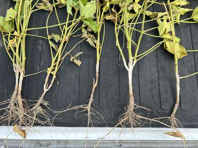 Up-close photo of multiple soybean plants with wilt and stem discoloration