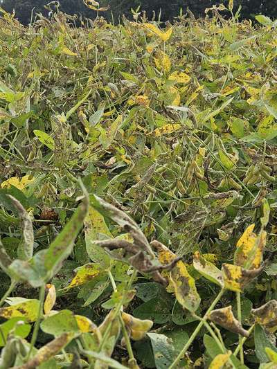 Broad photo of soybean plants with major defoliation