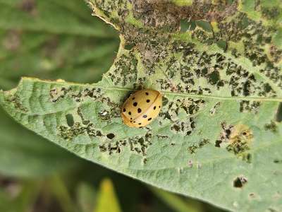 Up-close photo of mexican bean beetle on soybean leaf