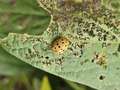 Up-close photo of mexican bean beetle on soybean leaf