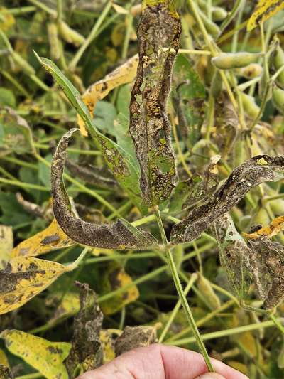 Up-close photo of soybean leaf defoliation