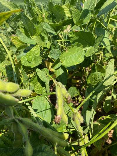 Up-close photo showing multiple brown stink bugs on soybean plant.