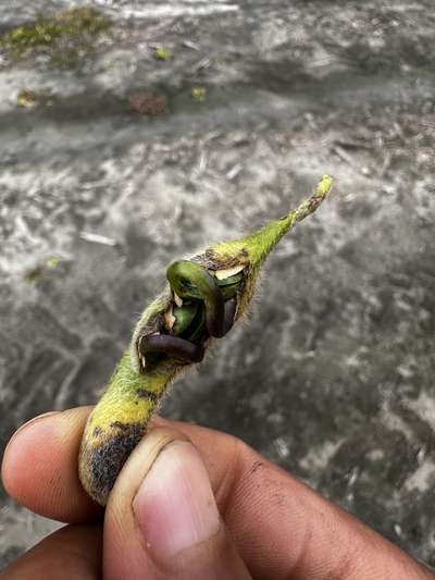 Up-close photo of soybean pod with sprouting seeds