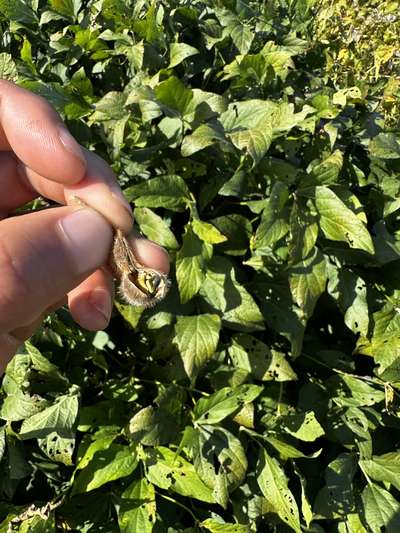 Up-close photo of soybean pod splitting
