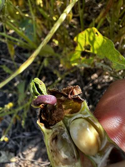 Up-close photo of soybean pod split open showing sprouting seed
