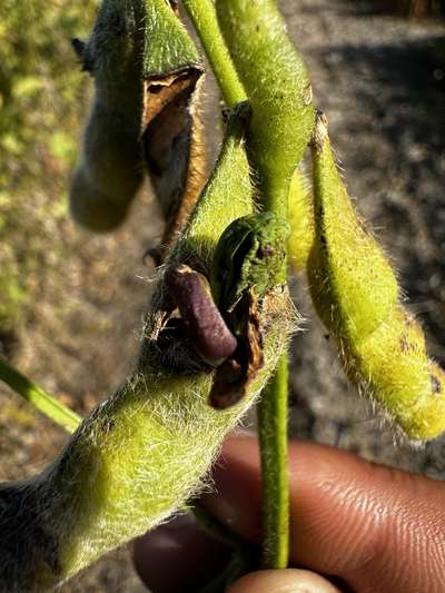 Up-close photo of soybean pod with sprouting seed within pod