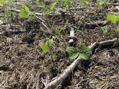 Up-close photo of multiple soybeans with stems eaten