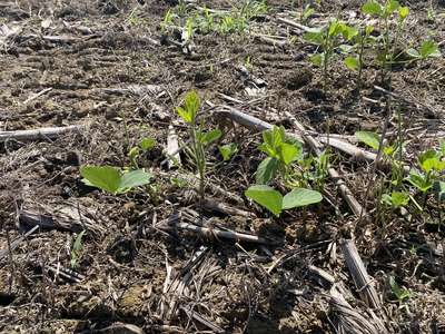 Up-close photo of multiple soybeans with stems eaten