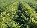 Broad photo of soybean field showing yellowing across the tops of plants