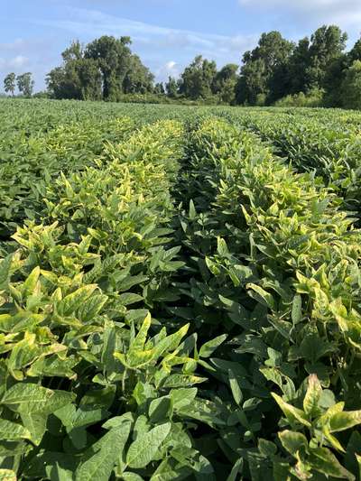 Broad photo of soybean field showing yellowing across the tops of plants