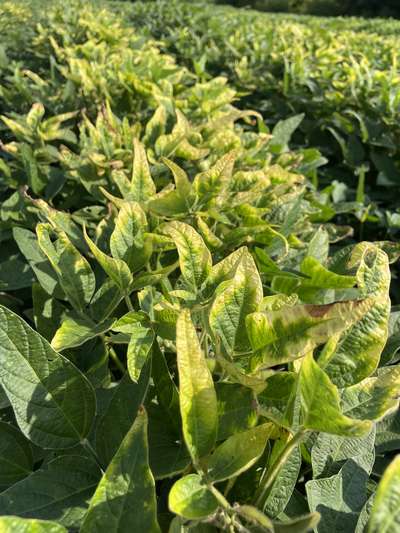 Up-close photo of soybean plants showing yellowing and necrosis