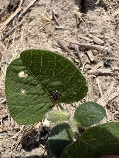 Up-close photo of a soybean leaf with small circular holes chewed on it. A bean leaf beetle was observed.