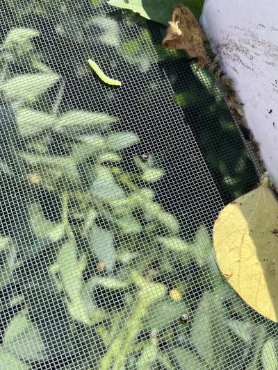 Photo of nymph green stink bugs in insect trap.