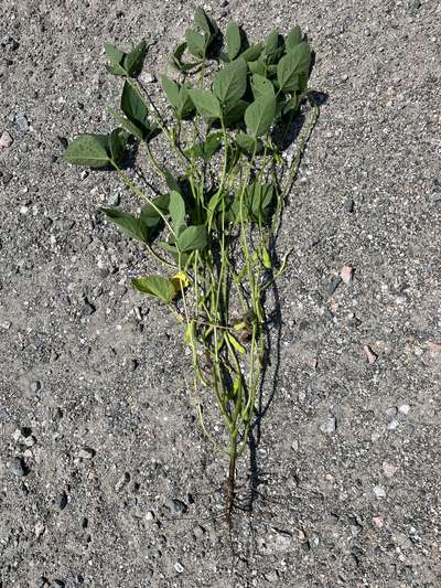 Photo of whole soybean plant showing damage areas of the stem, leaves, and pods.