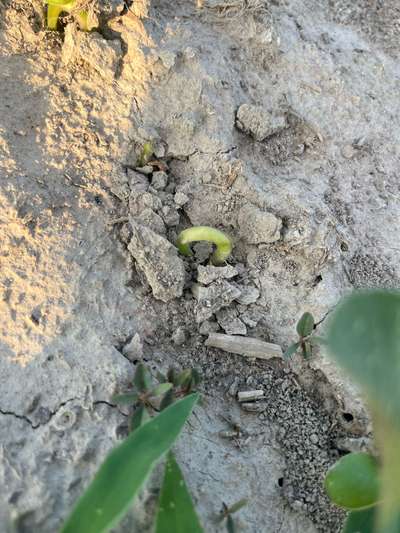 Up-close photo of an arched soybean hypocotyl