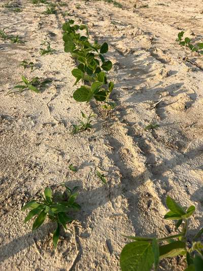 Up-close photo of poor emergence beside multiple soybean plants.