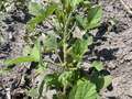 Multiple soybean plants with top trifoliolate leaves and stem eaten