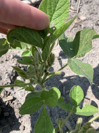 Up-close soybean plant with top trifoliolate leaves and stem eaten