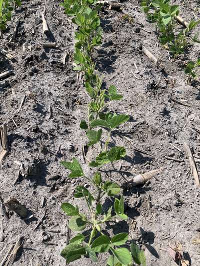 Broad photo of multiple soybean plants with trifoliolate leaves and stem eaten