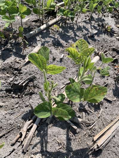 Side view of multiple soybean plants with trifoliolate leaves and stem eaten