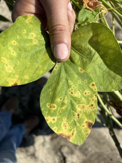 Up-close photo of a soybean leaf showing yellow/brown discoloration