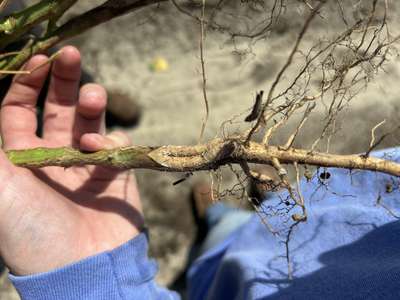 Up-close photo of soybean roots and stem with white growth.