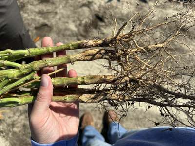 Up-close photo of soybean roots and stem with white growth.