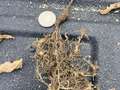 Up-close photo of soybean roots showing stubby growth