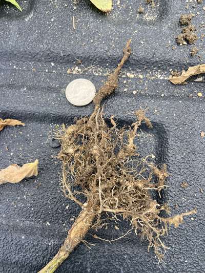 Up-close photo of soybean roots showing stubby growth