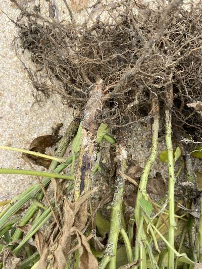 Up-close photo of soybean roots showing stubby growth