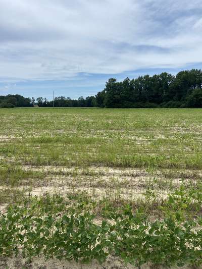 Broad photo of a soybean field with stunted growth