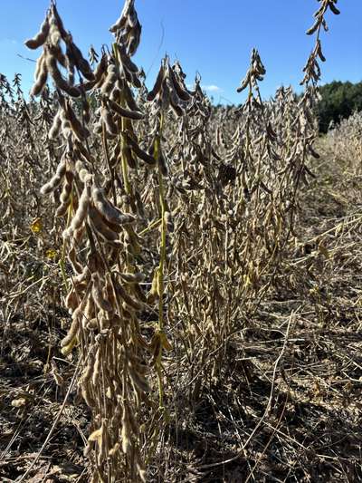 Up-close photo of soybean plant with green stem and mature pods