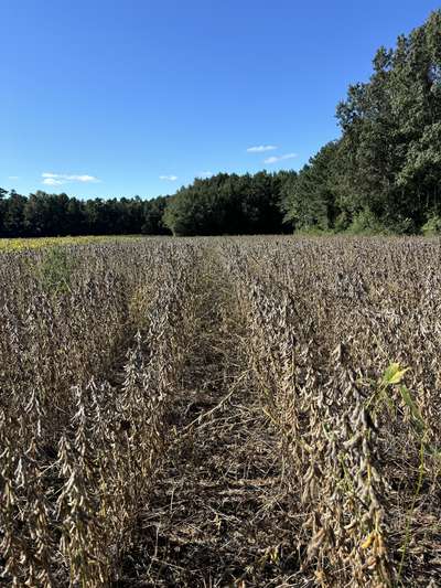 Broad photo of soybean plant with green stem and mature pods