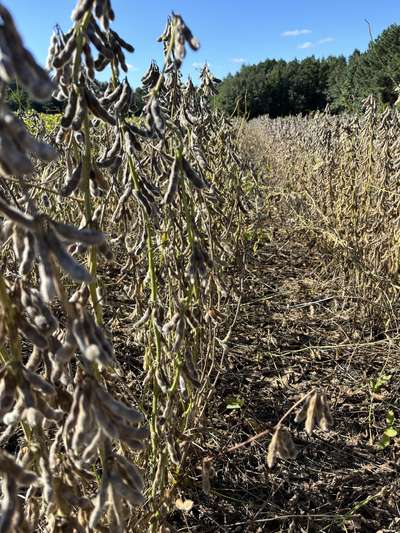 Up-close photo of soybean plant with green stem and mature pods