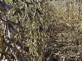 Up-close photo of soybean plant with green stem and mature pods