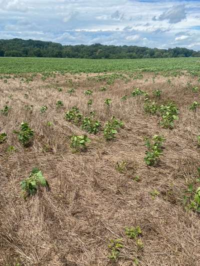 Broad photo of soybean field showing snapped plants and lodging