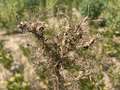 Up-close photo of soybean roots with galling symptoms