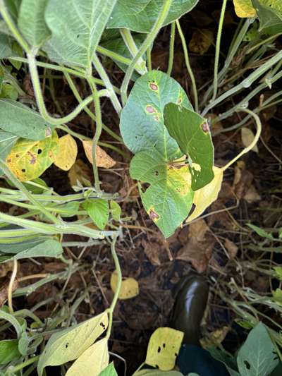 Up-close photo of soybean leaves with yellow areas of discoloration