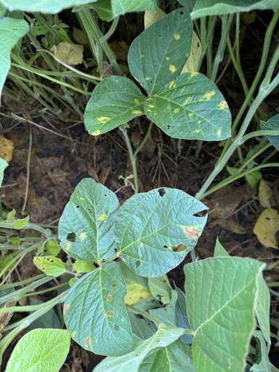 Up-close photo of soybean leaves with yellow areas of discoloration