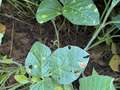 Up-close photo of soybean leaves with yellow areas of discoloration